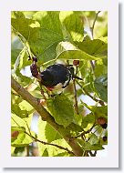 Rose-breasted Grosbeak