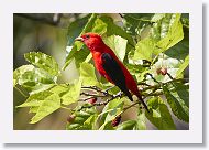Scarlet Tanager