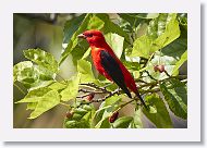Scarlet Tanager