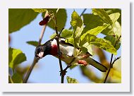 Rose-breasted Grosbeak