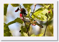 Rose-breasted Grosbeak
