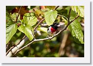 Rose-breasted Grosbeak