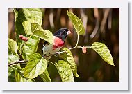 Rose-breasted Grosbeak