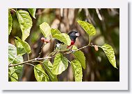 Rose-breasted Grosbeak