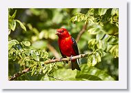 Scarlet Tanager