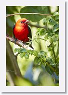 Scarlet Tanager