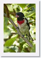 Rose-breasted Grosbeak