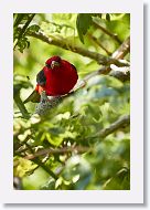 Scarlet Tanager