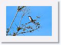 Loggerhead Shrike