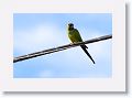 Black-headed Parakeet