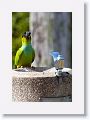 Black-headed Parakeet
