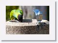 Black-headed Parakeet
