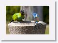 Black-headed Parakeet
