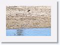 Wilson's Plover