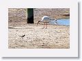 White Ibis