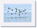 Willets