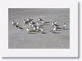 Royal Terns and Ruddy Turnstones