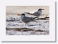 Royal Terns
