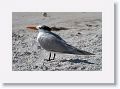 Royal Terns