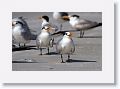 Royal Terns