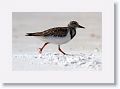 Ruddy Turnstone