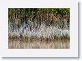 Reddish Egret