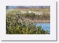 Belted Kingfisher