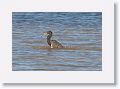 Tricolored Heron