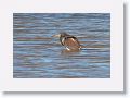 Tricolored Heron