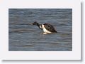 Tricolored Heron