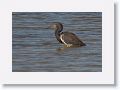 Tricolored Heron