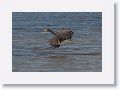 Tricolored Heron