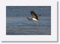 Tricolored Heron