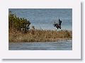 Tricolored Heron