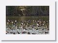 Redhead Ducks