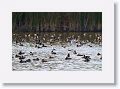 Redhead Ducks