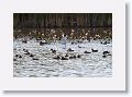 Redhead Ducks