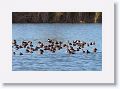 Redhead Ducks