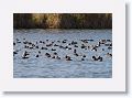 Redhead Ducks