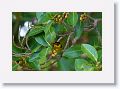 Cape May Warbler