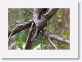 Yellow-billed Cuckoo