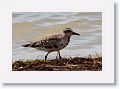 Ruddy Turnstone