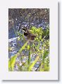 Horned Lark