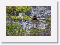 Horned Lark