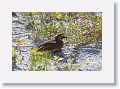 Horned Lark