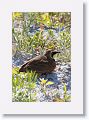 Horned Lark