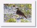 Horned Lark