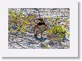 Horned Lark