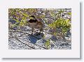 Horned Lark
