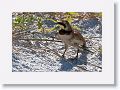 Horned Lark